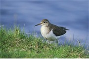 Common Sandpiper - Actitis hypoleucos - adult in breeding plumage on edge of upland loch. Scotland. May.